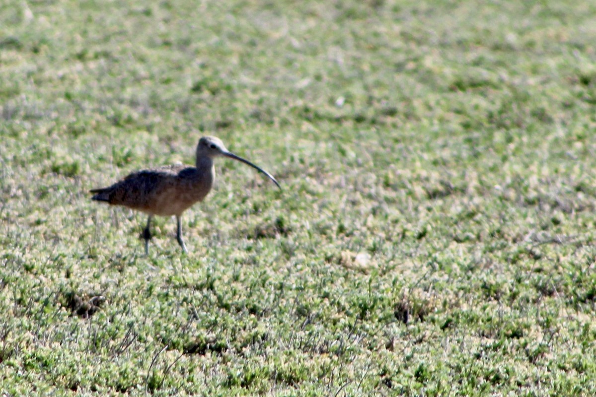 Long-billed Curlew - ML616821671