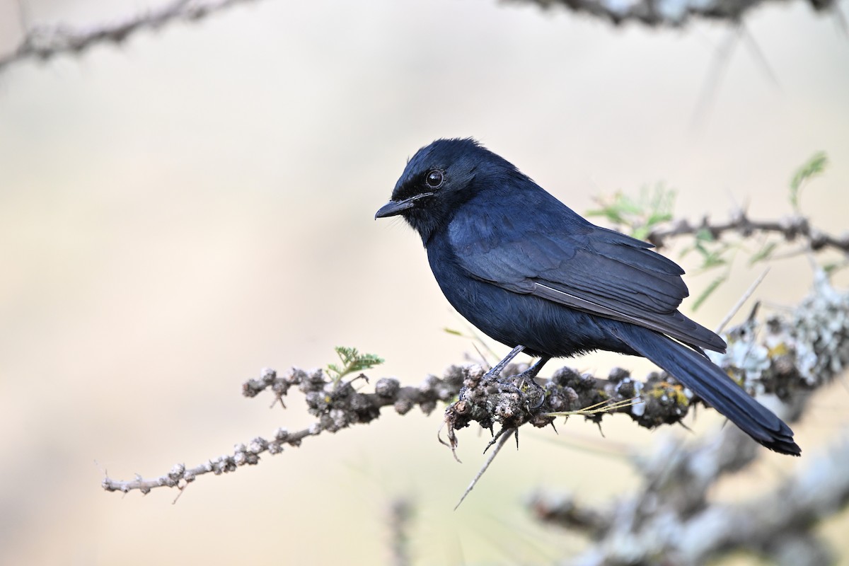 Southern Black-Flycatcher - Adarsh Nagda