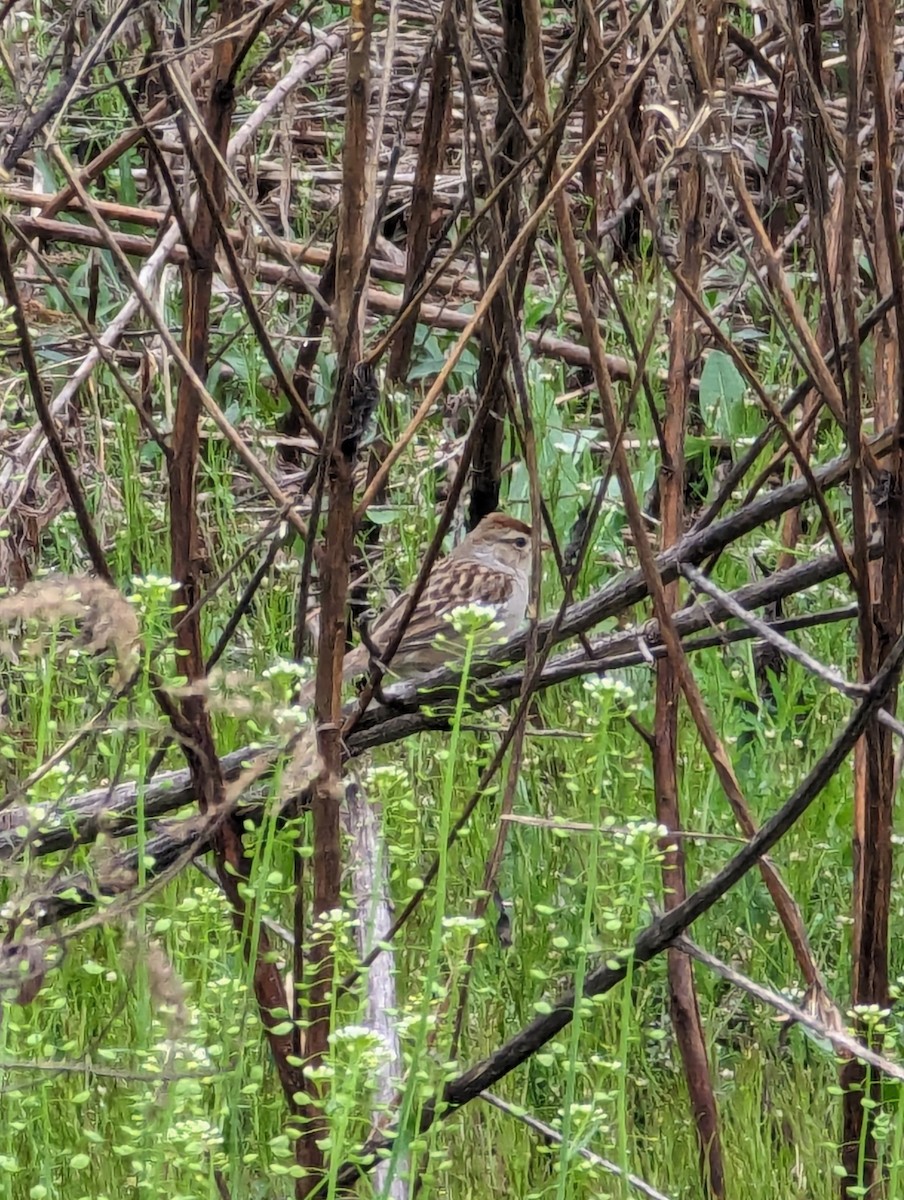 White-crowned Sparrow - ML616821704