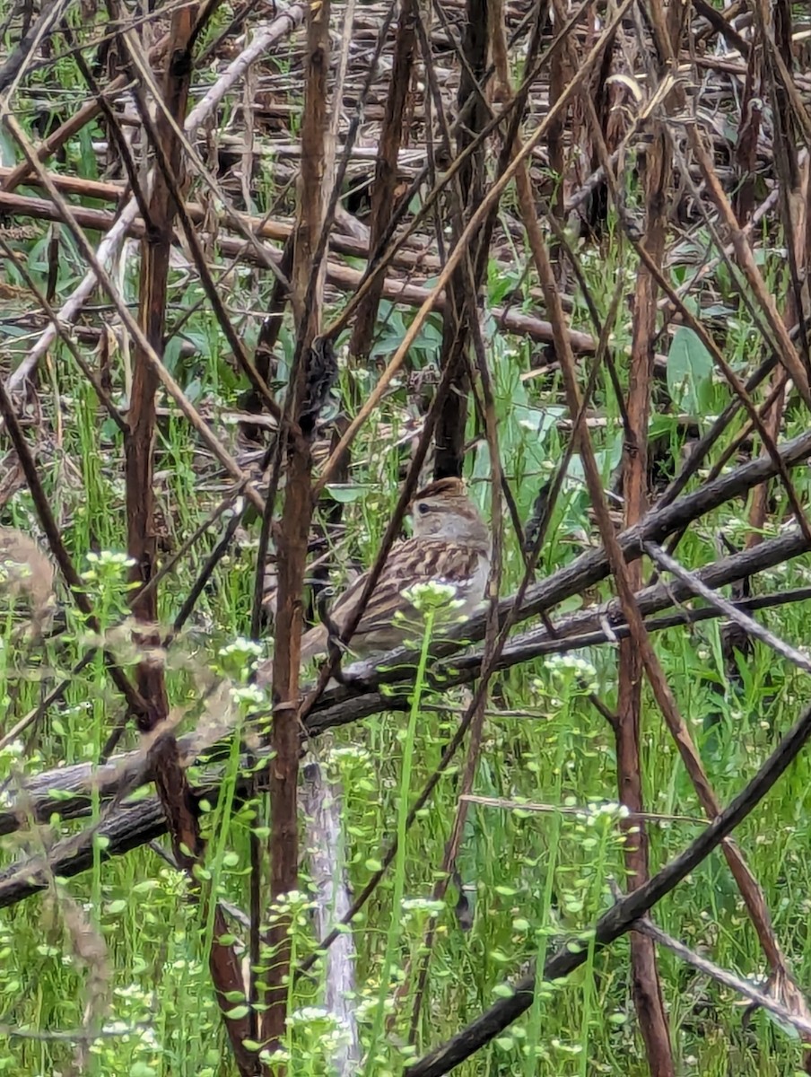 White-crowned Sparrow - ML616821707