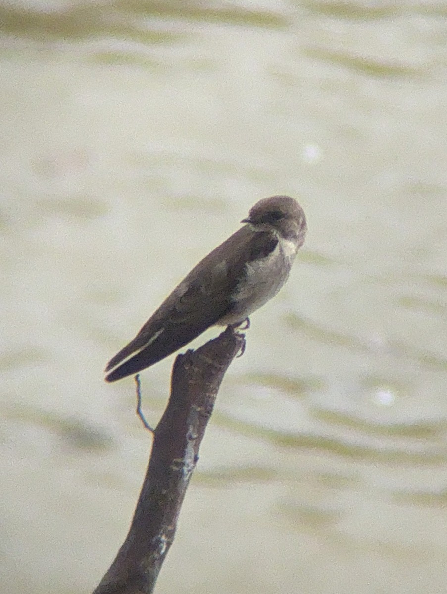 Northern Rough-winged Swallow - ML616821711