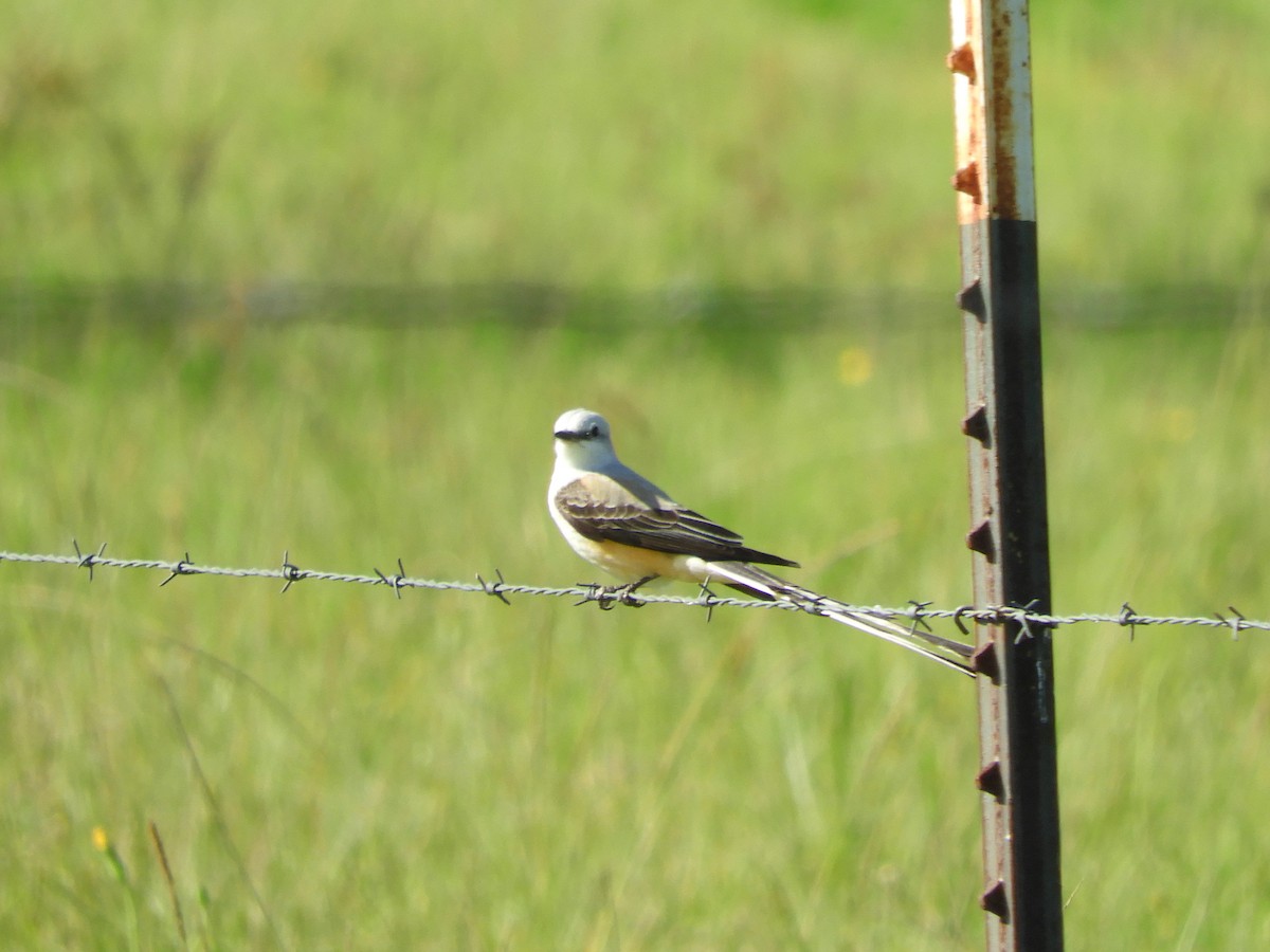 Scissor-tailed Flycatcher - ML616821717