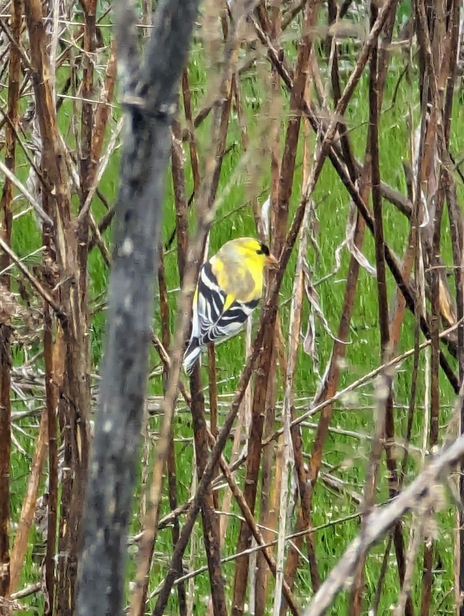 American Goldfinch - ML616821741