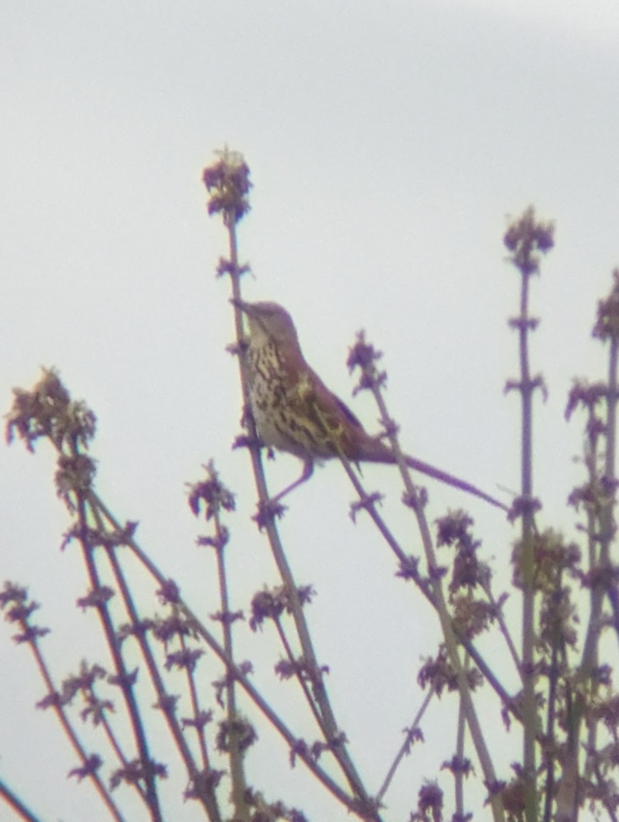 Brown Thrasher - ML616821749