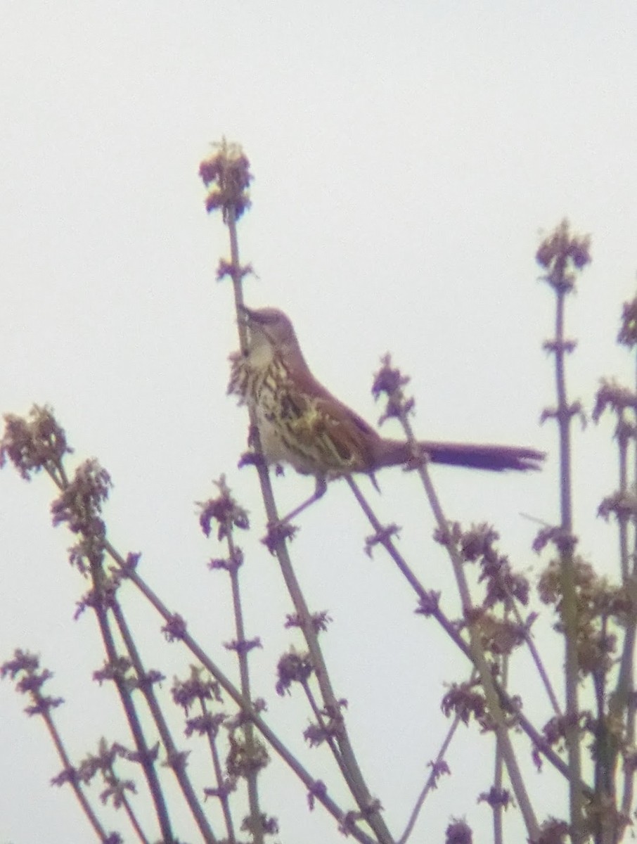 Brown Thrasher - ML616821751