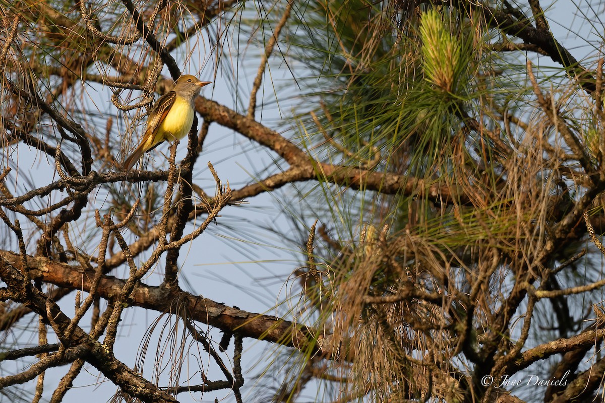 Great Crested Flycatcher - June and Gary Daniels