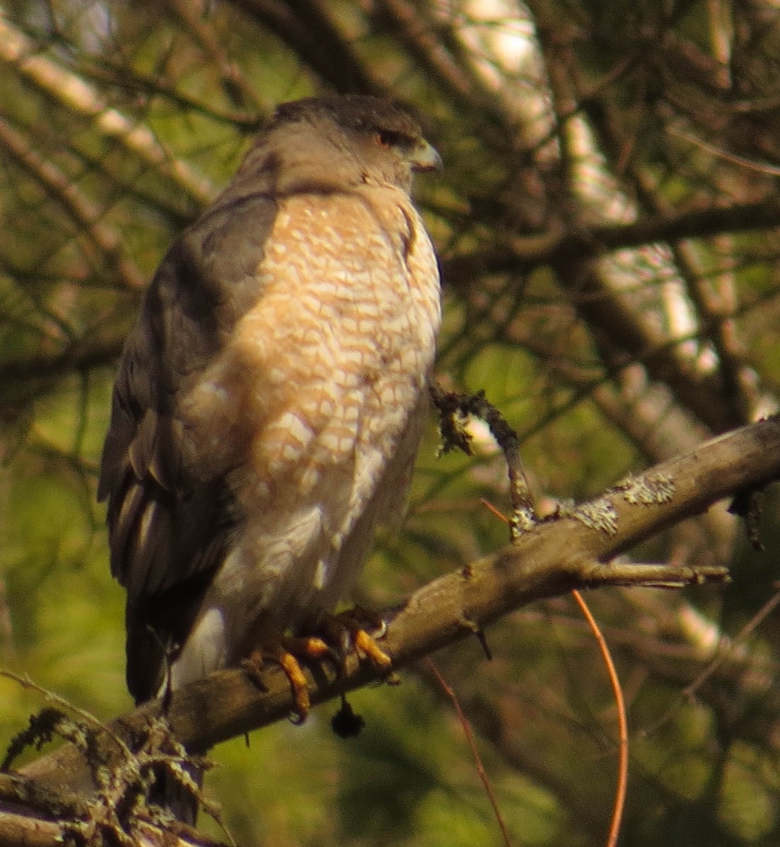 Cooper's Hawk - ML616821778