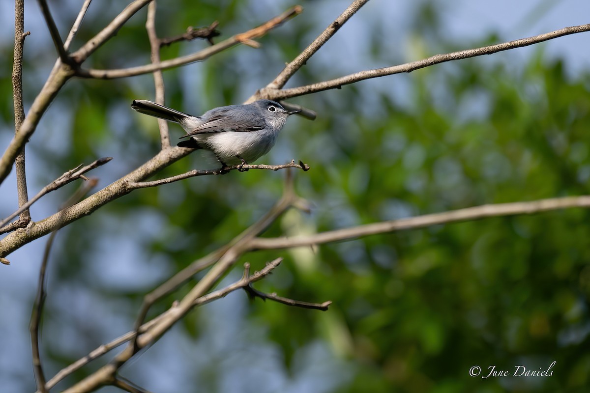 Blue-gray Gnatcatcher - June and Gary Daniels