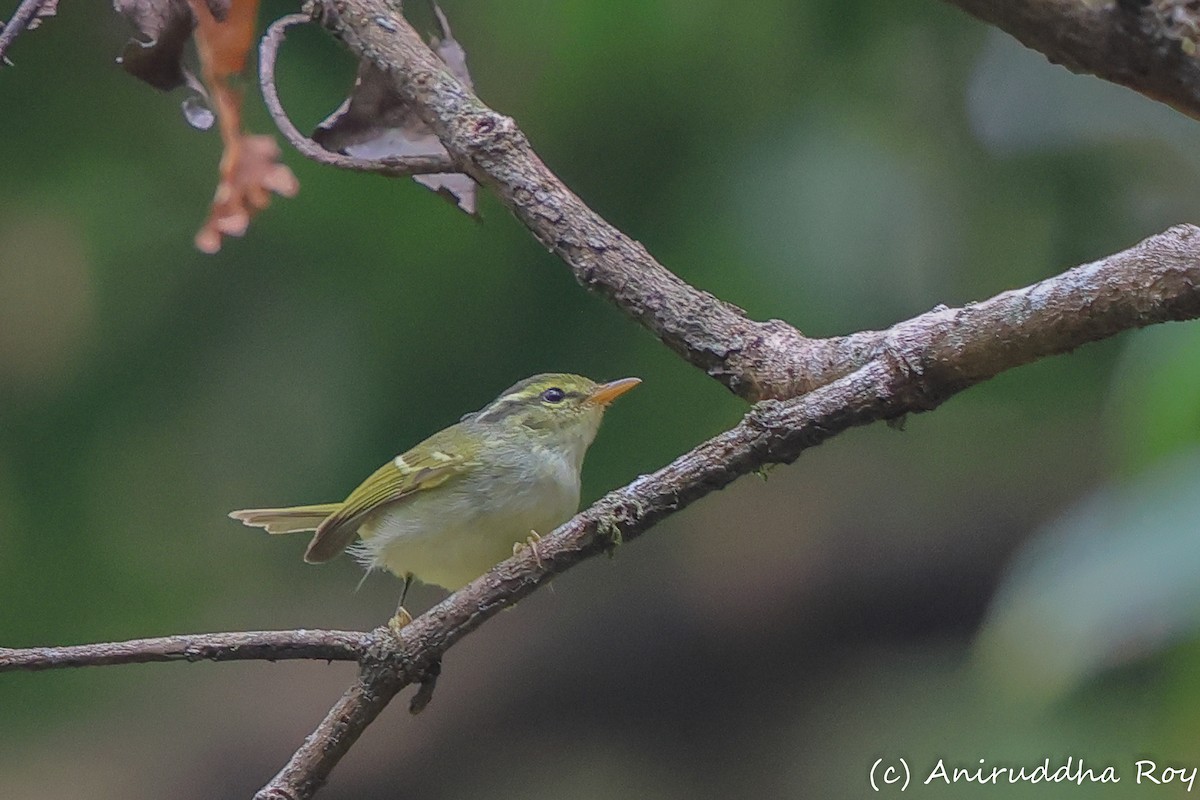 Blyth's Leaf Warbler - ML616821800