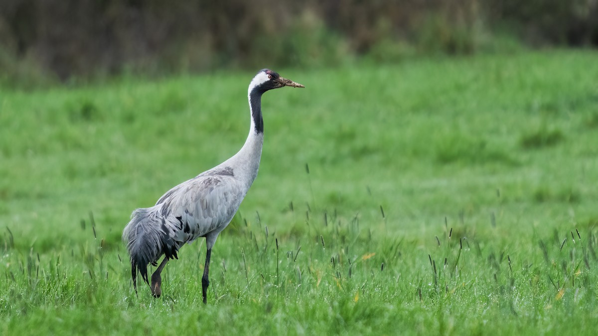 Grulla Común - ML616821835