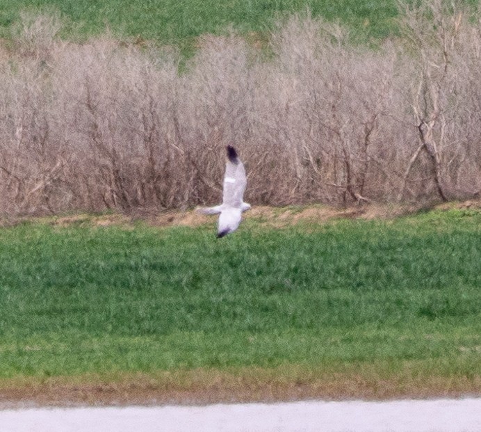 Pallid Harrier - ML616821846