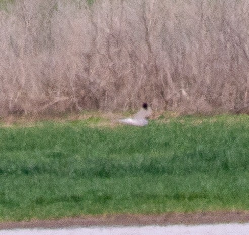 Pallid Harrier - ML616821848