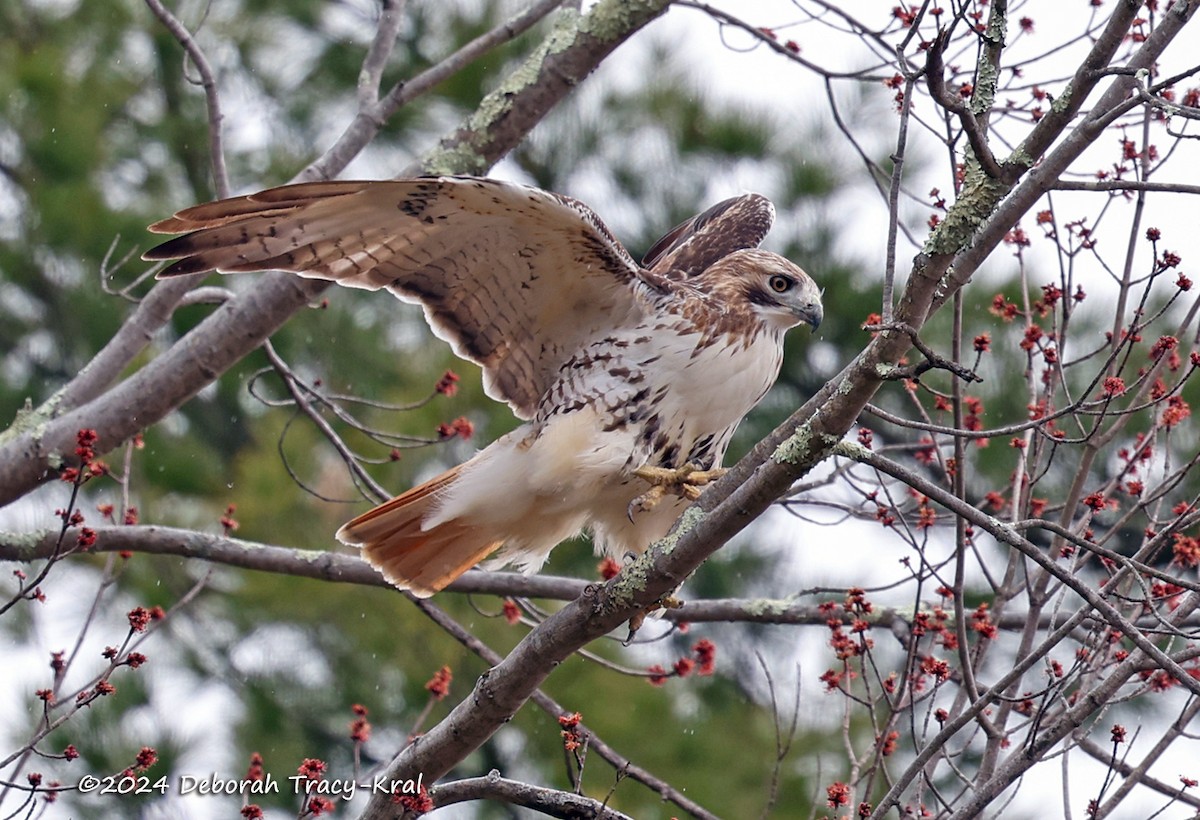 Red-tailed Hawk - ML616821850