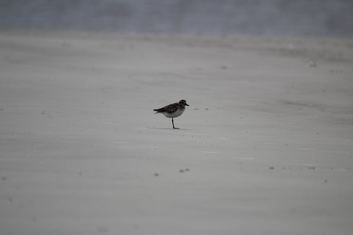 Black-bellied Plover - M Alexander