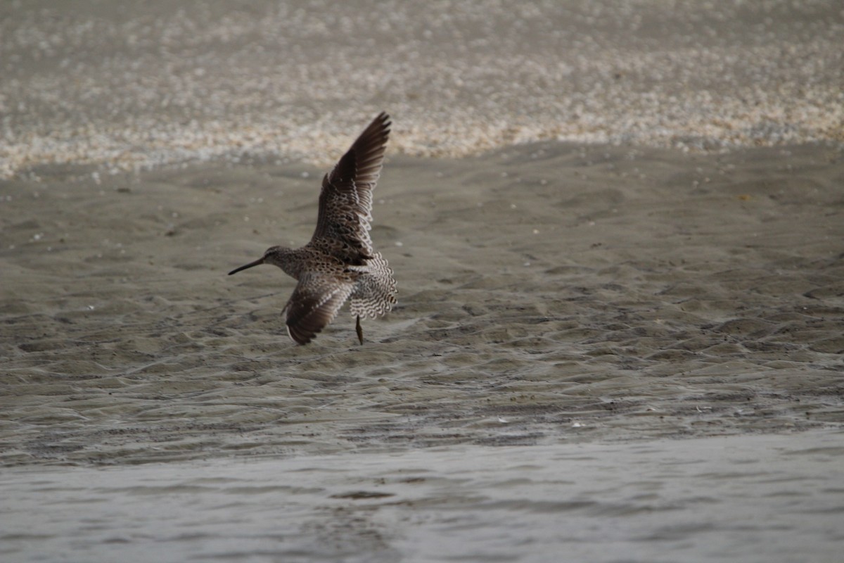 Short-billed Dowitcher - ML616821866