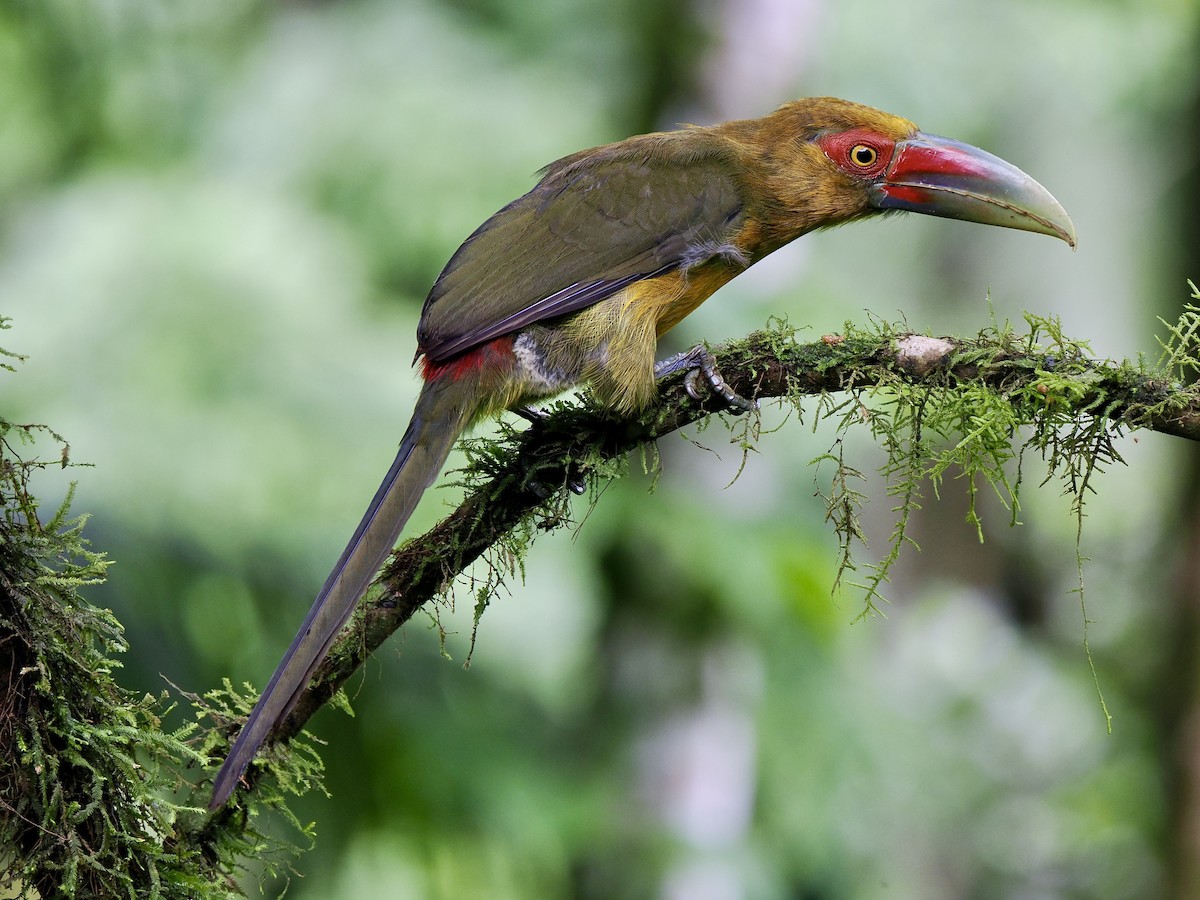 Saffron Toucanet - Gabriel Willow