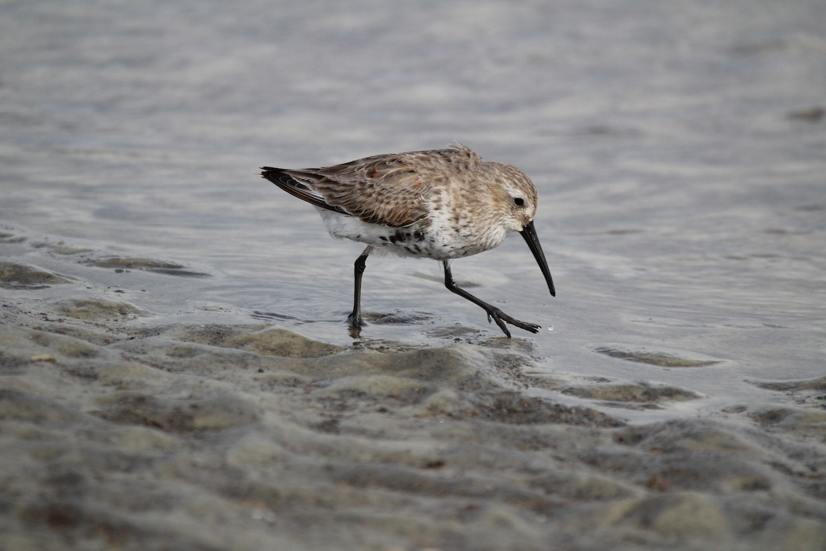 Dunlin - ML616821968