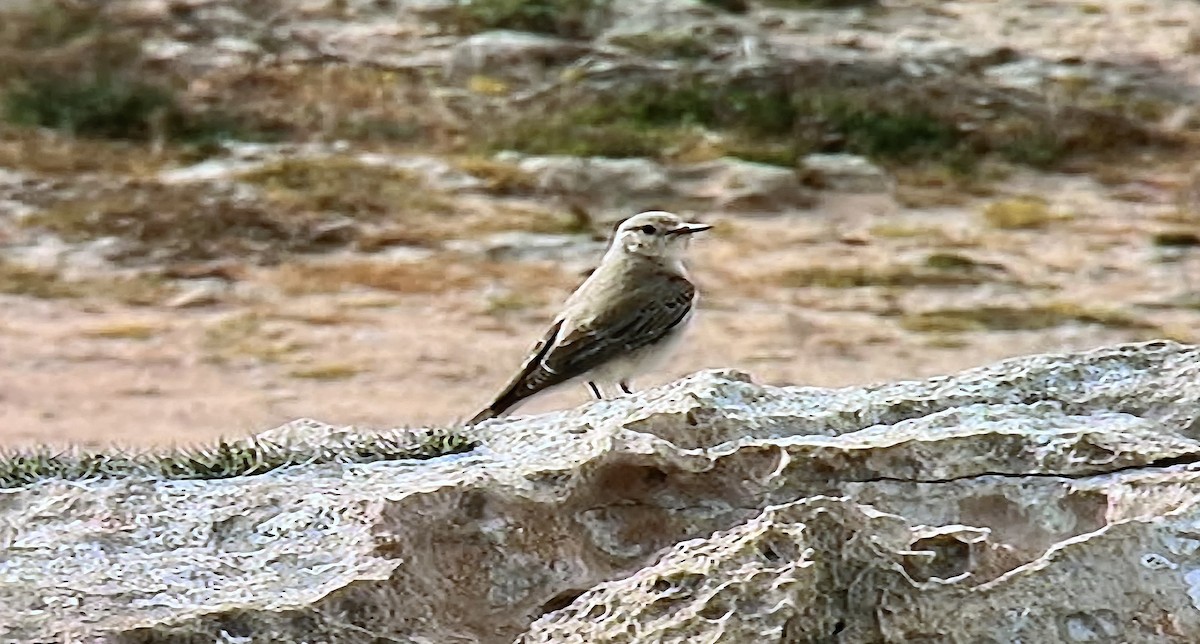 Hooded Wheatear - ML616821979