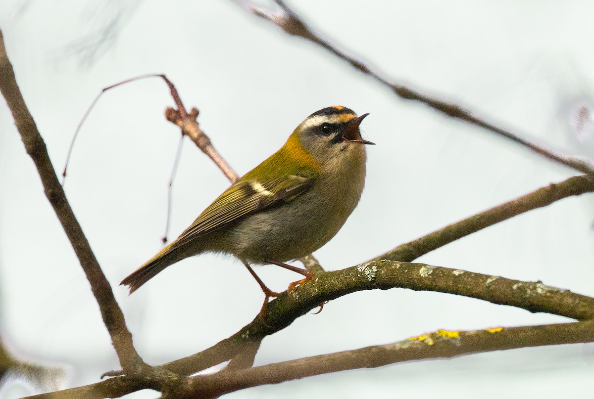 Common Firecrest - Gerd Schön