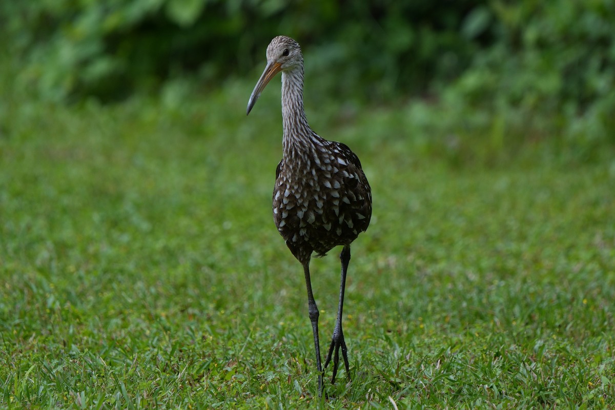 Limpkin - ML616821996