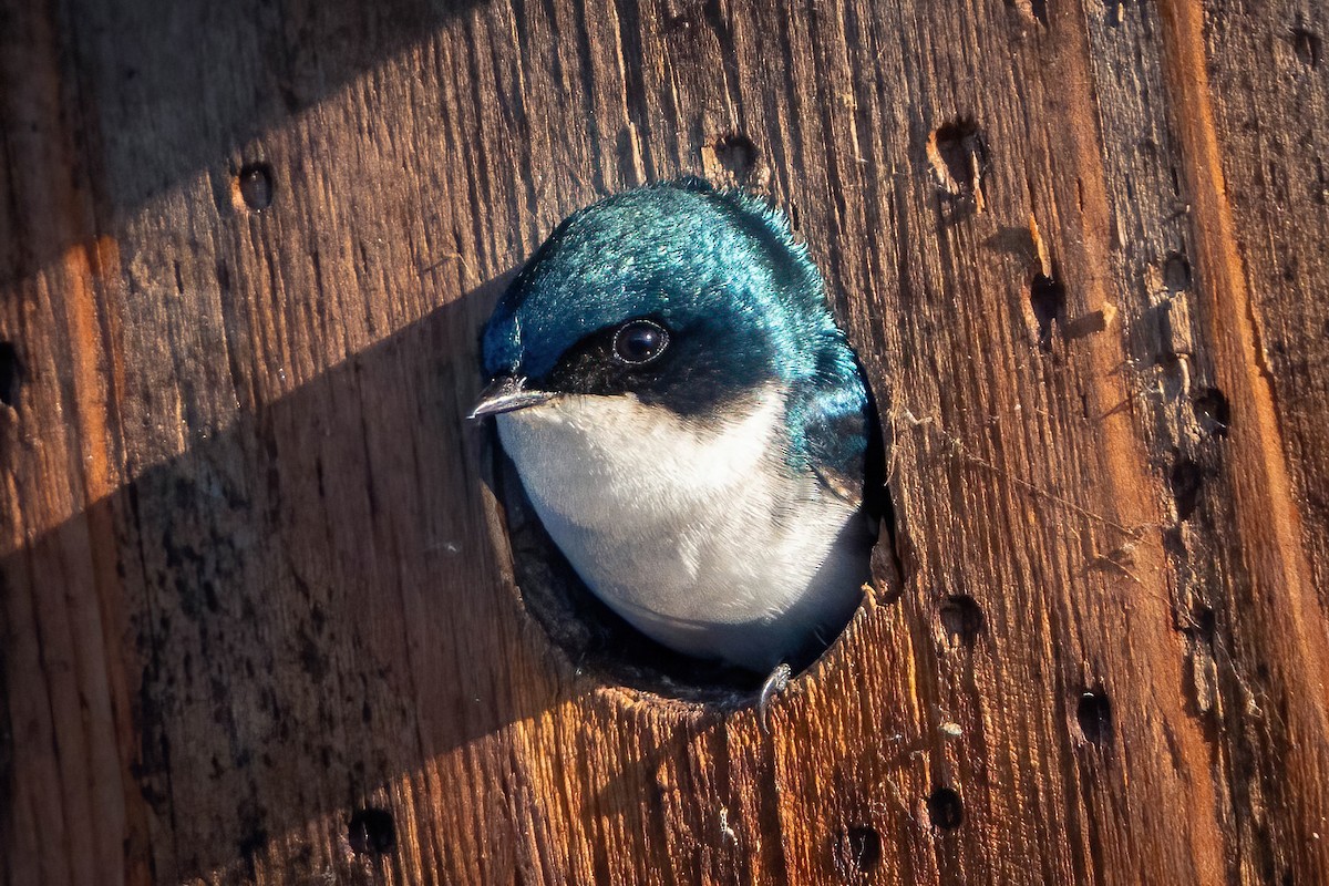 Golondrina Bicolor - ML616822008