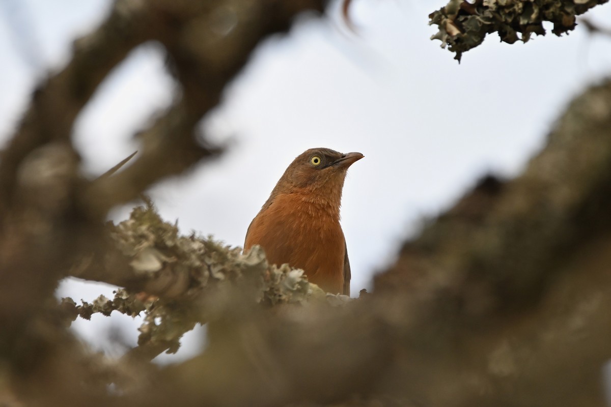 Rufous Chatterer - Adarsh Nagda