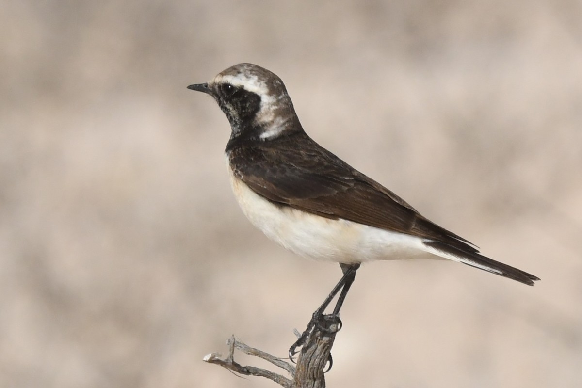 Pied Wheatear - ML616822035