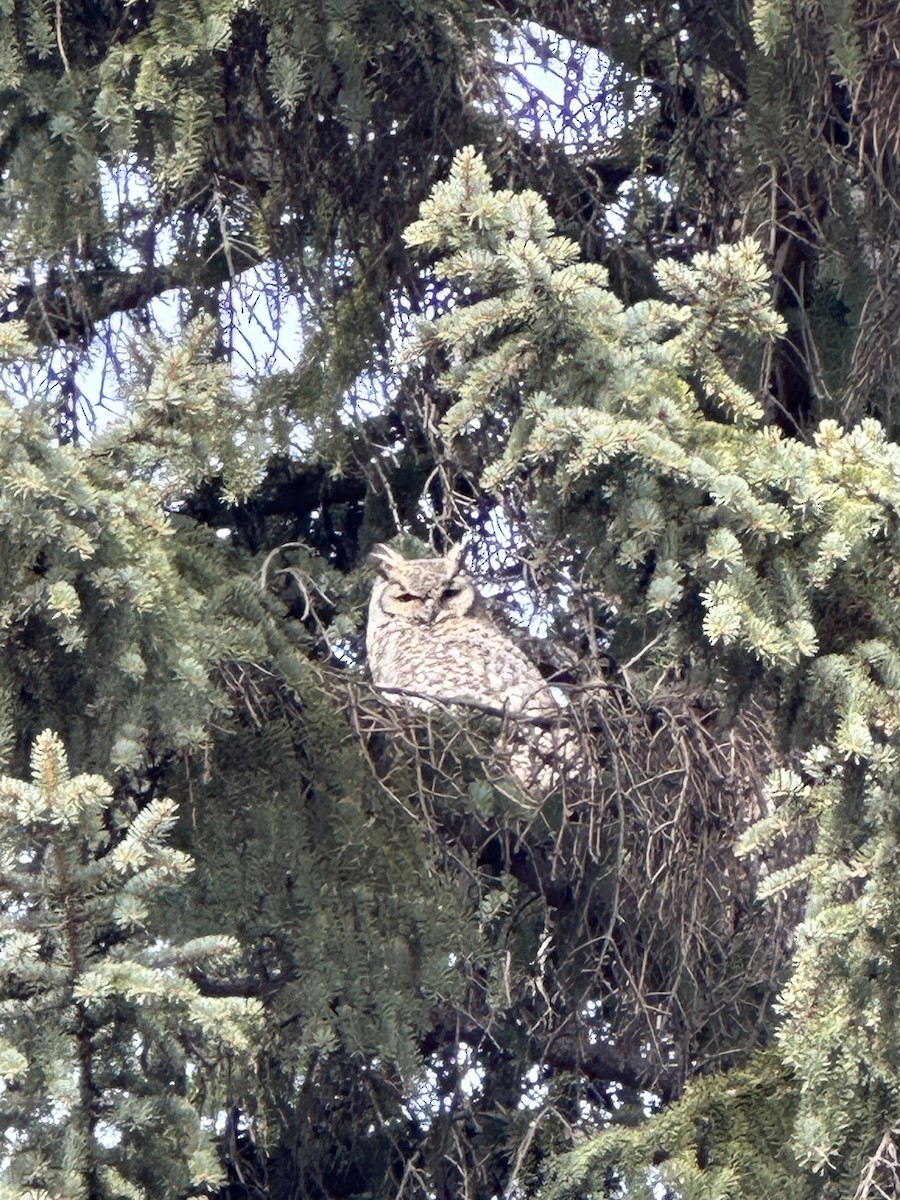 Great Horned Owl - ML616822072