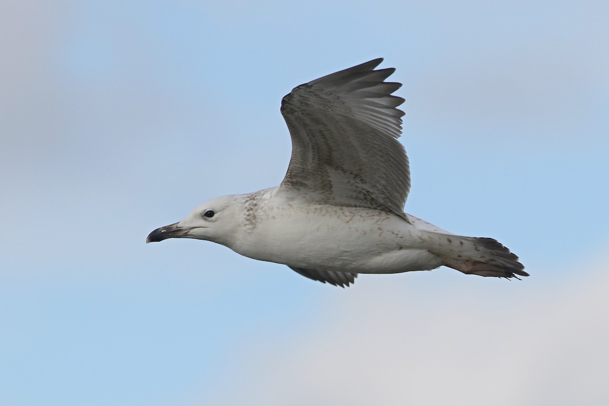 Caspian Gull - Richard Bonser