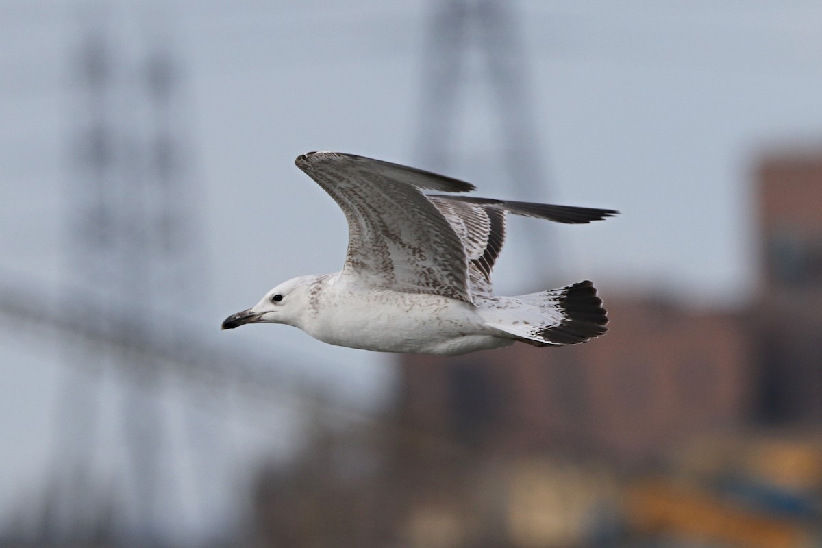 Caspian Gull - ML616822085