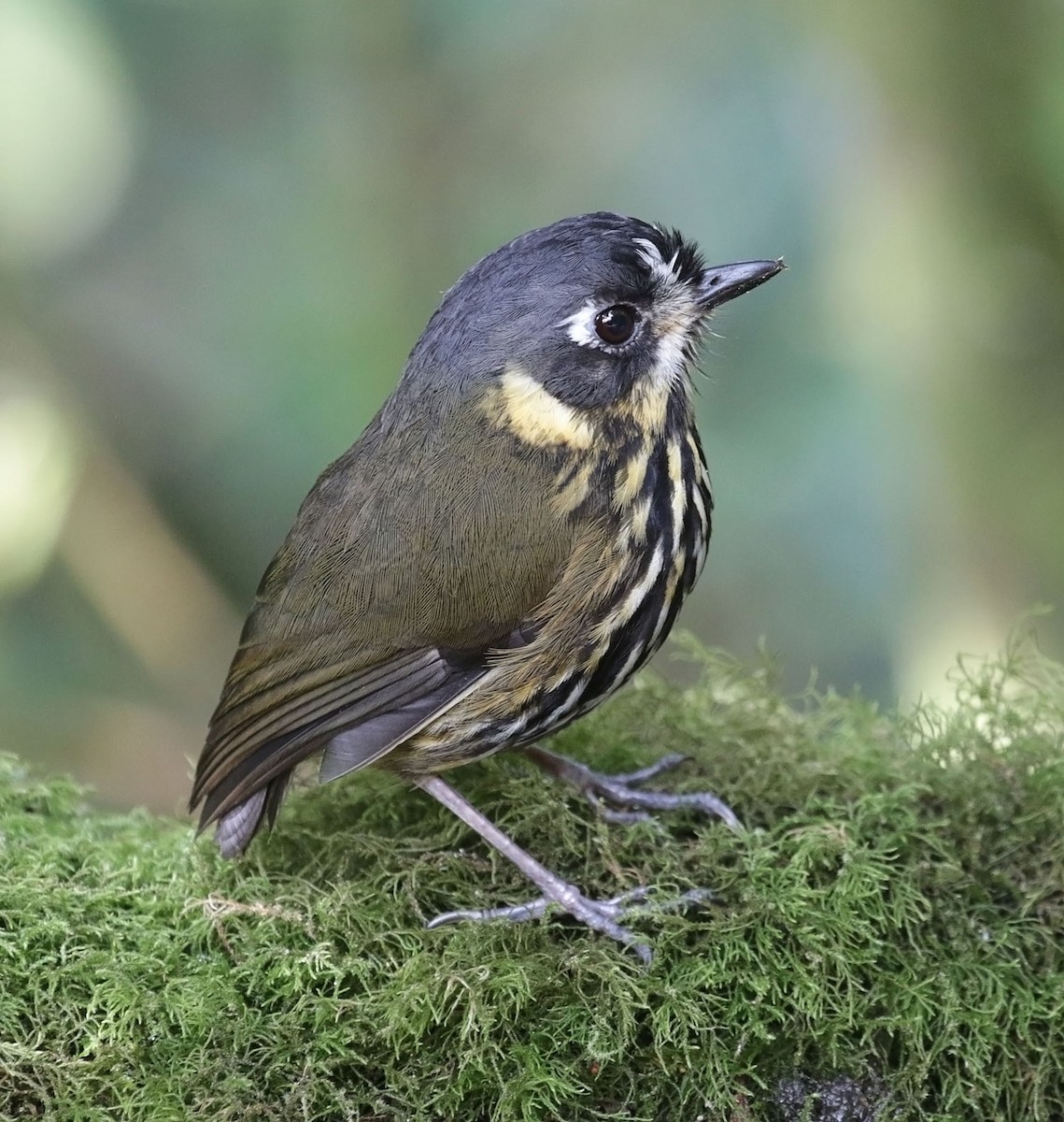 Crescent-faced Antpitta - Trevor Ellery