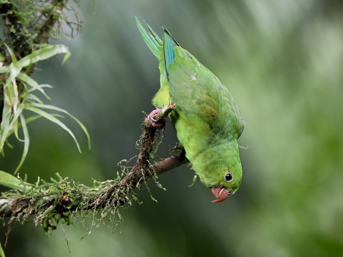 Plain Parakeet - ML616822109