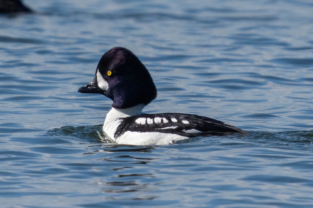 Barrow's Goldeneye - ML616822116