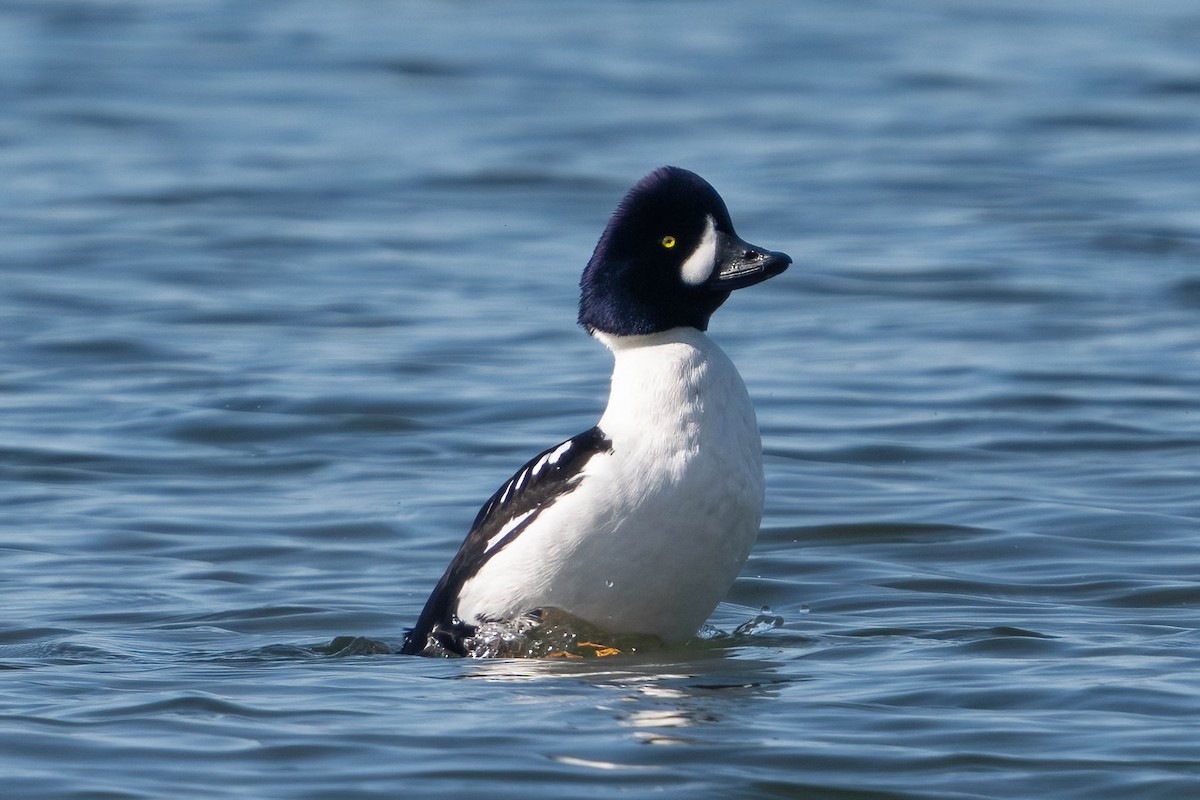 Barrow's Goldeneye - ML616822117