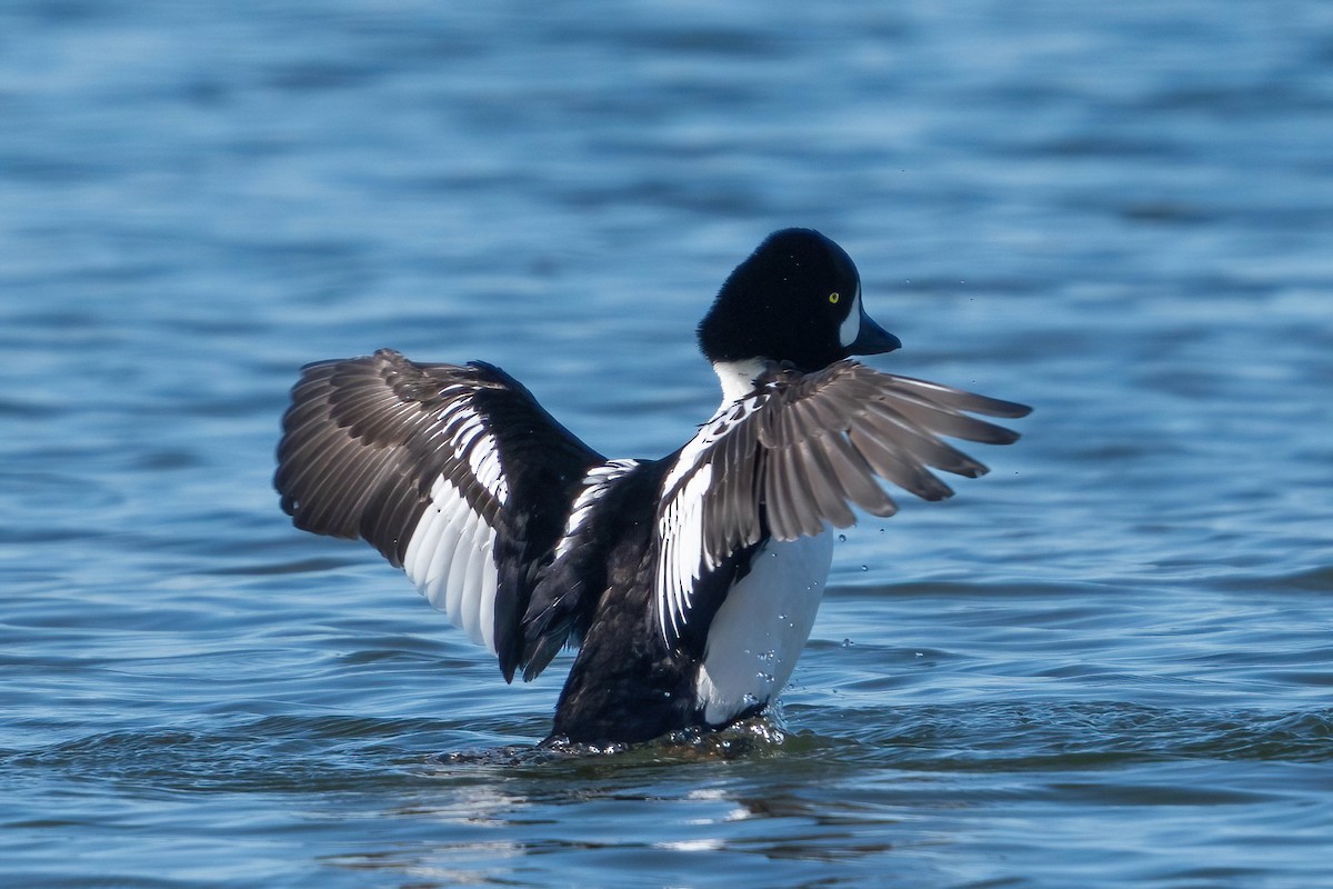 Barrow's Goldeneye - ML616822118