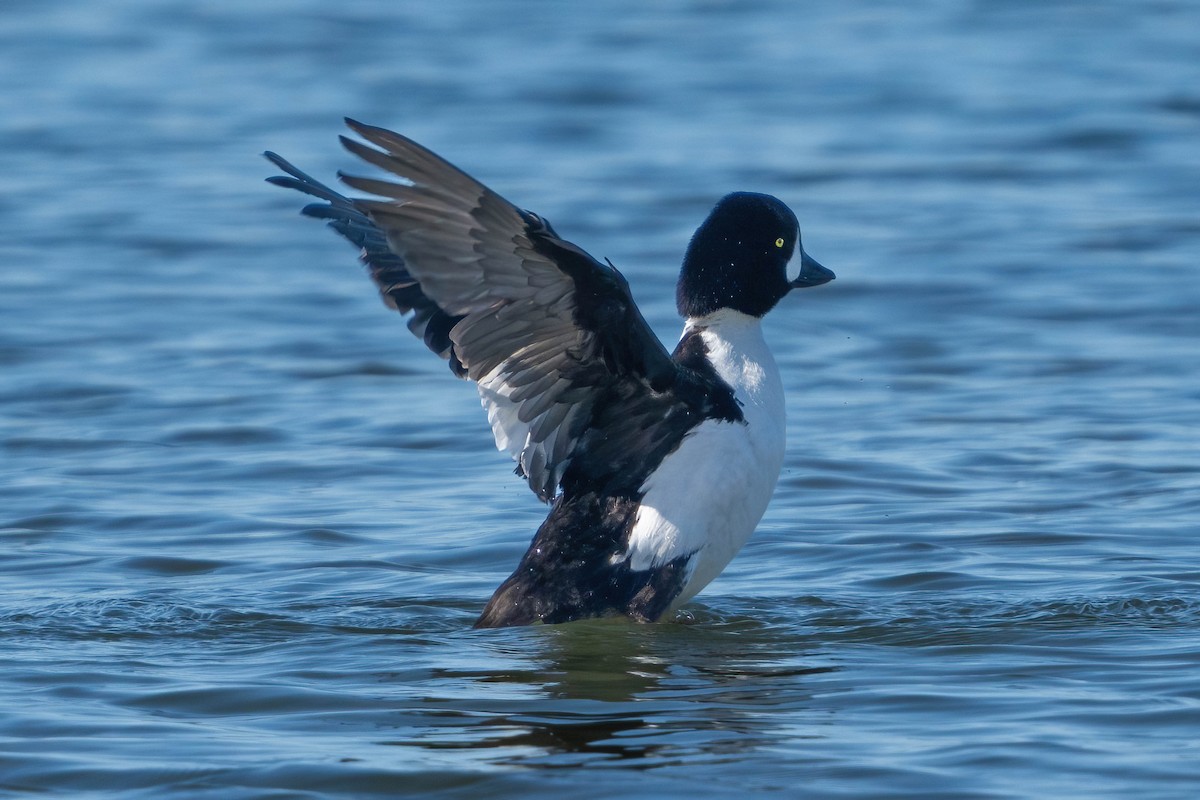 Barrow's Goldeneye - ML616822119