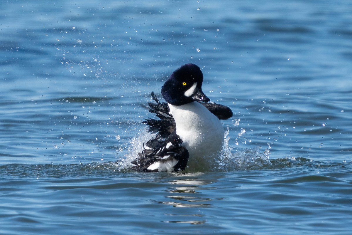 Barrow's Goldeneye - ML616822120