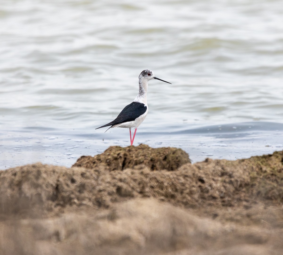 Black-winged Stilt - ML616822122