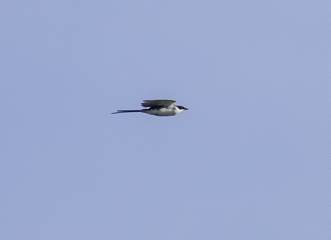 Fork-tailed Flycatcher - Matthew Jolley