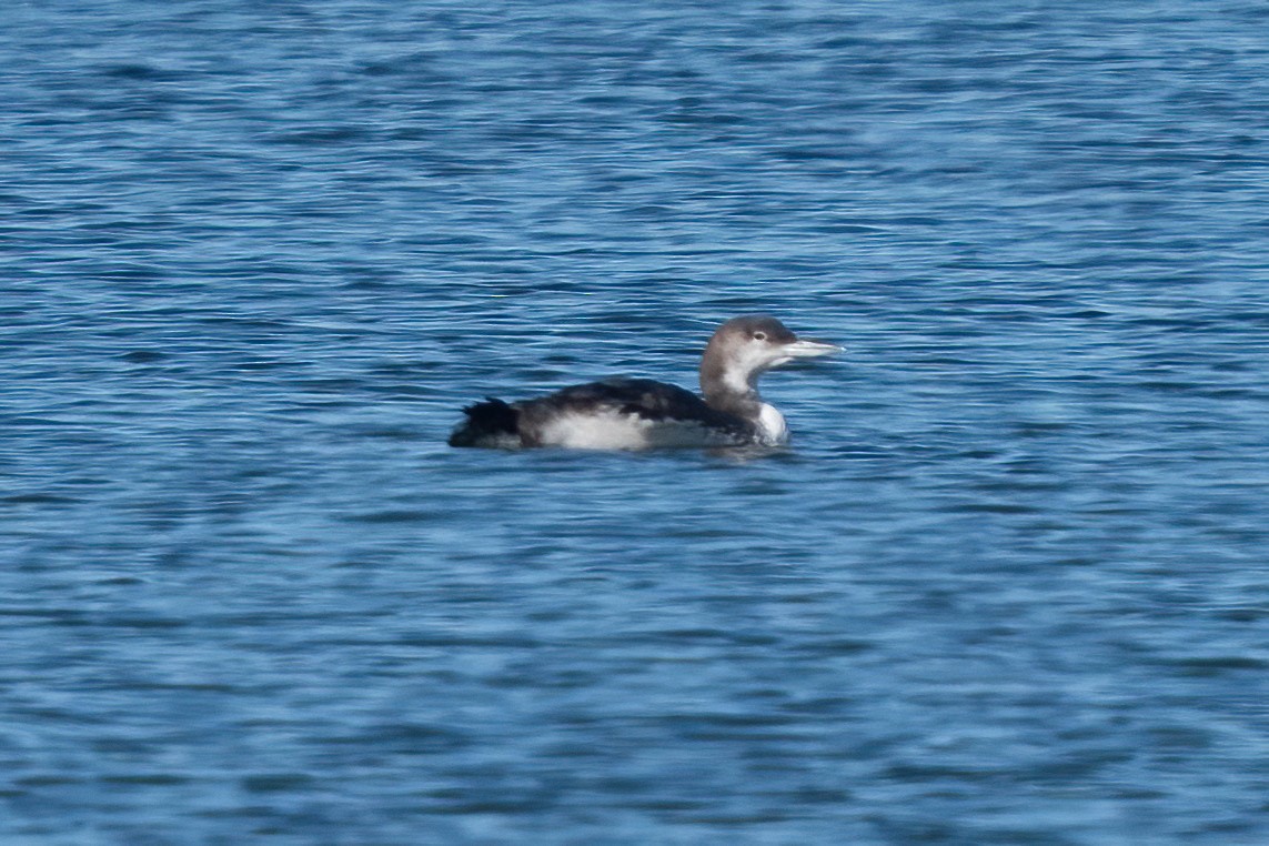 Common Loon - ML616822132