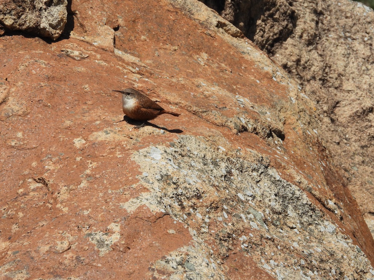 Troglodyte des canyons - ML616822151