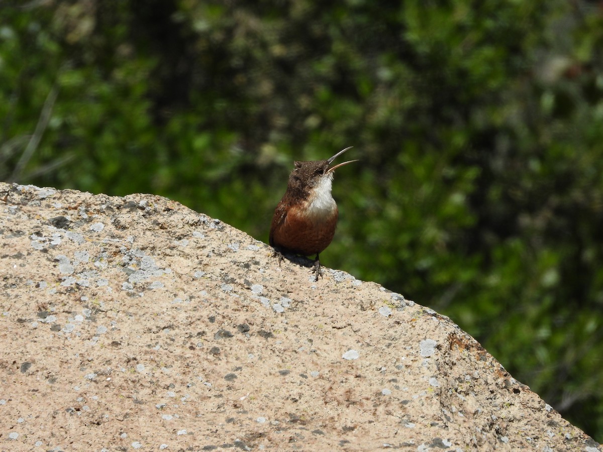 Canyon Wren - ML616822152