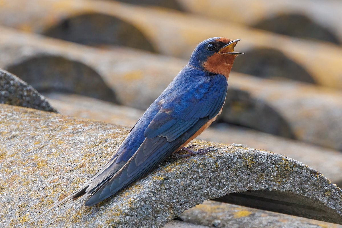 Barn Swallow - ML616822165