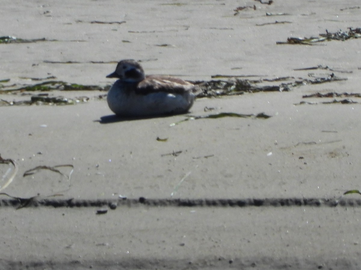 Long-tailed Duck - ML616822168