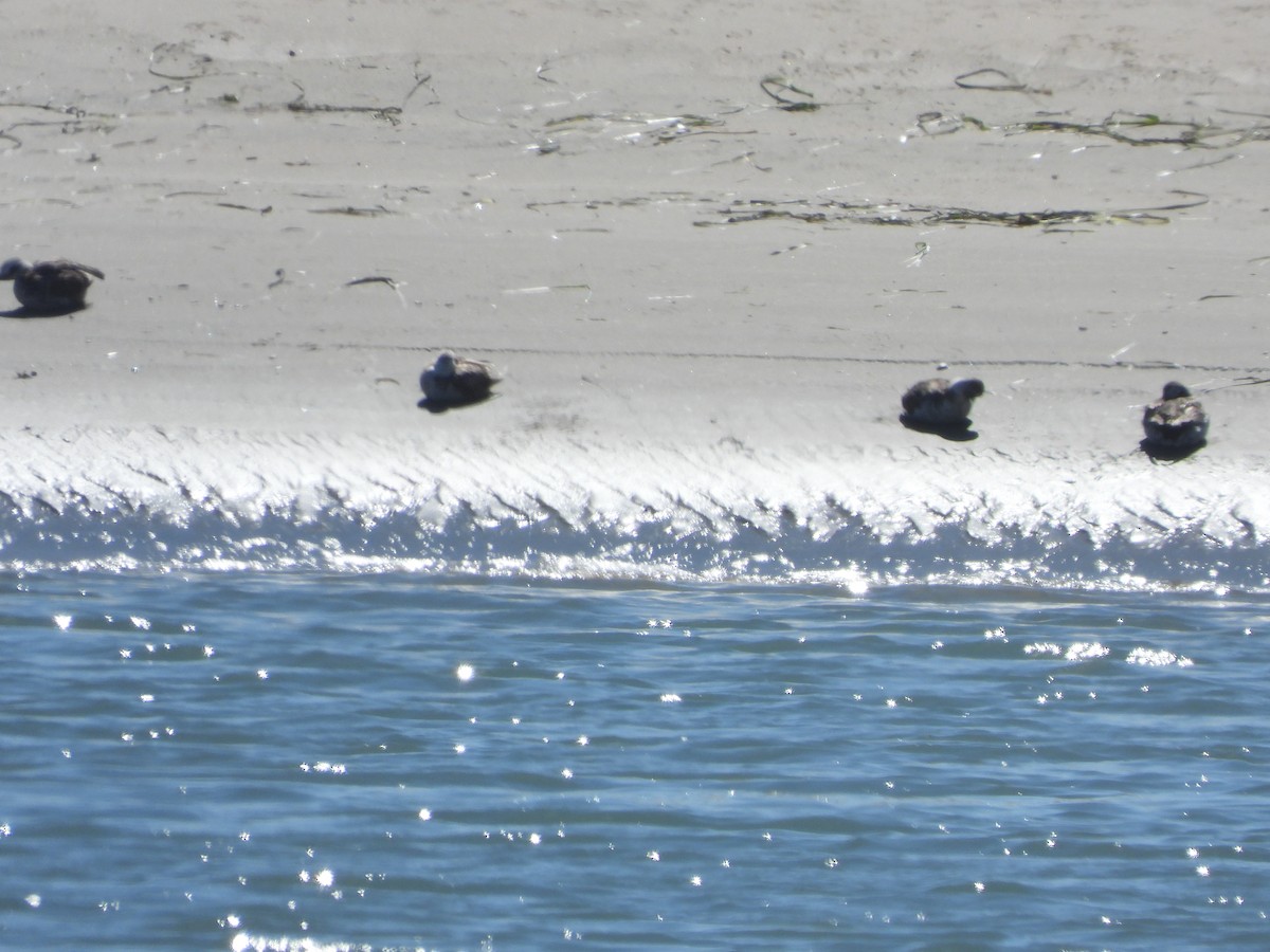 Long-tailed Duck - ML616822170