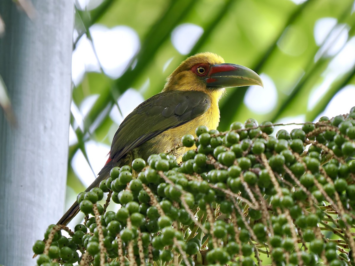 Saffron Toucanet - Gabriel Willow