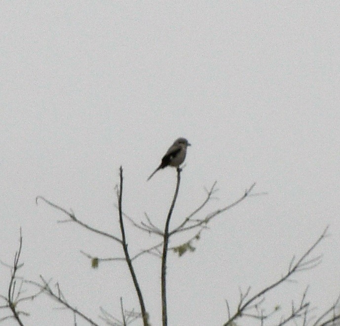 Northern Shrike - ML616822208