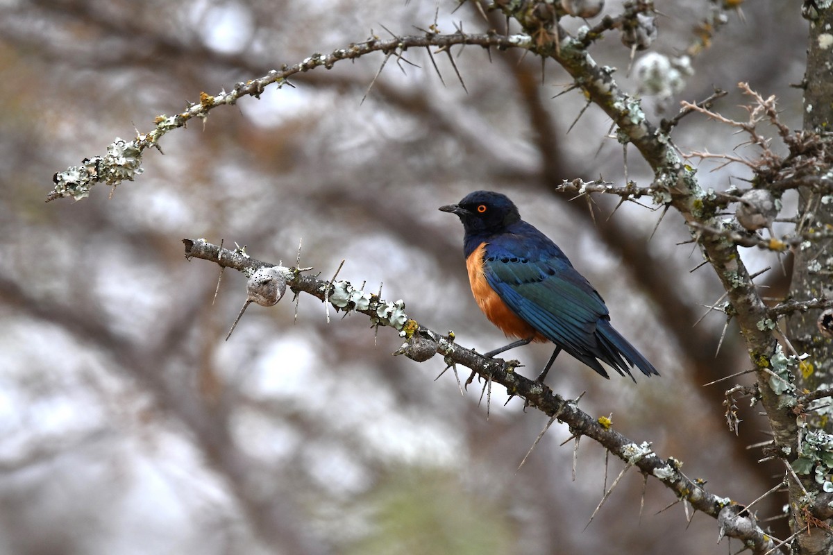 Hildebrandt's Starling - ML616822223