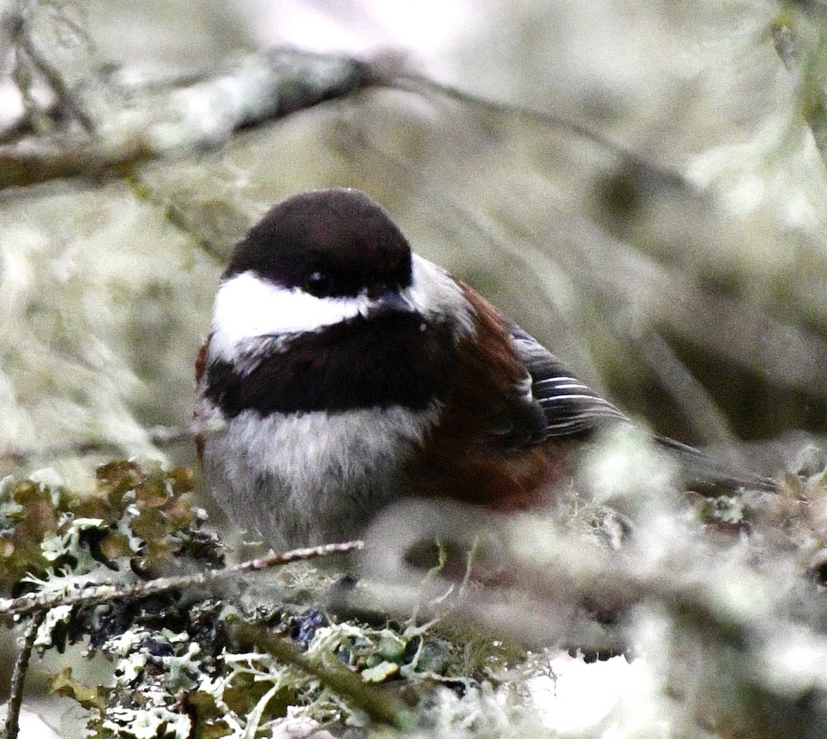 Chestnut-backed Chickadee - ML616822228