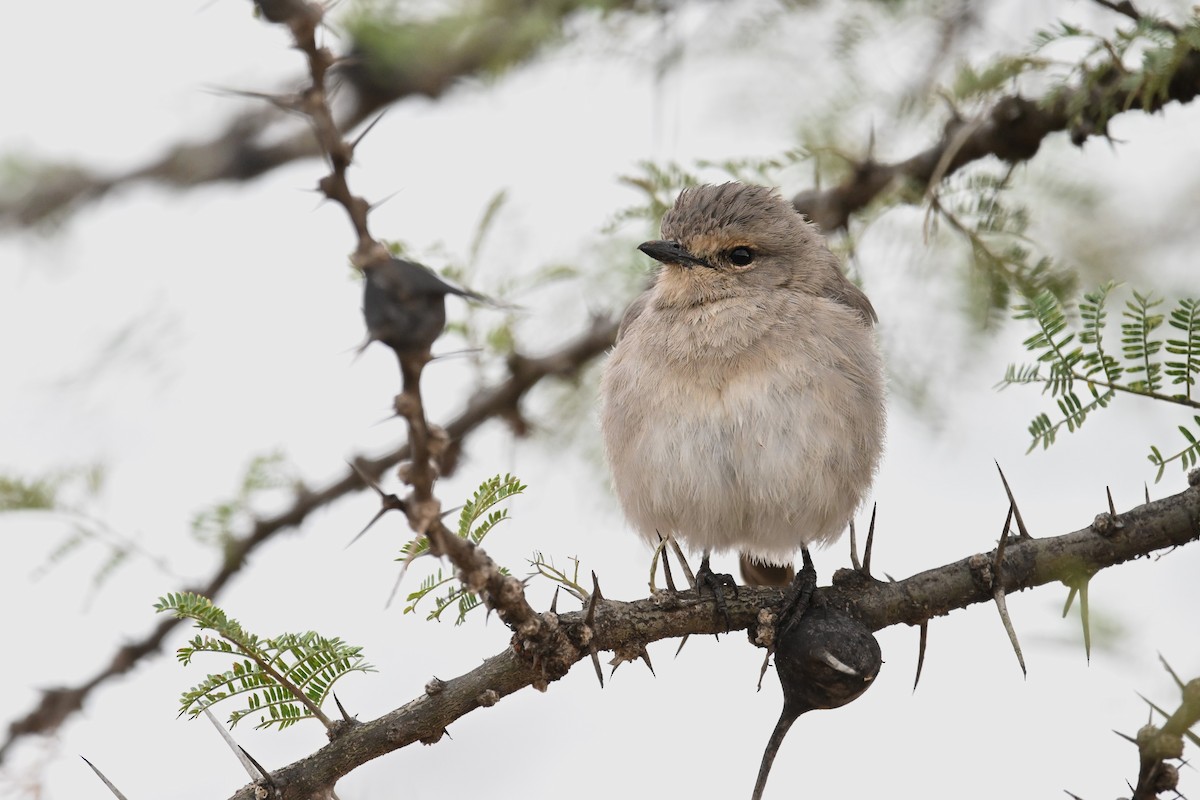 African Gray Flycatcher - ML616822231